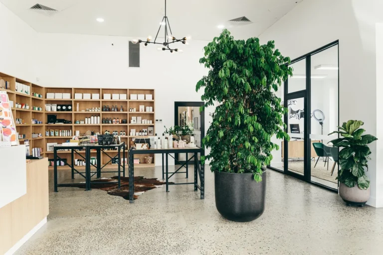 Modern boutique interior with plants and shelving products.